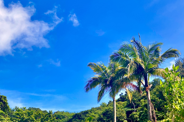 ヤシの木と青空